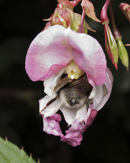 Bumblebee on the Himalayan balsam - smaller format