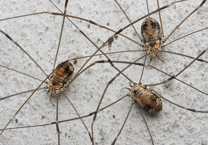Harvestmen - smaller format