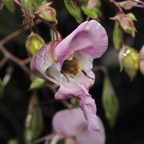 Bumblebee on the Himalayan balsam - smaller format
