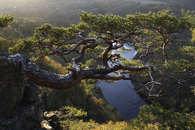 Pine - smaller format