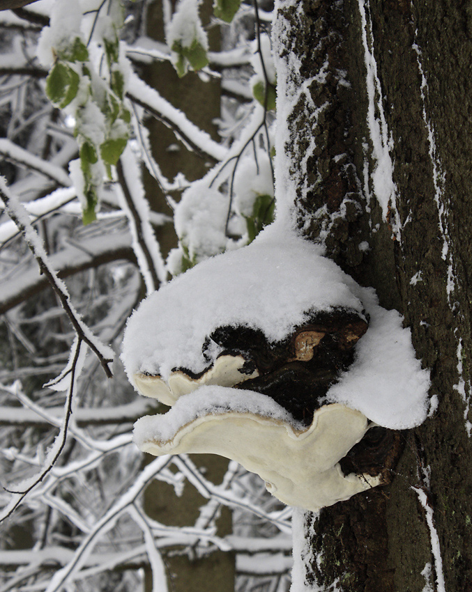 Polypore - larger format