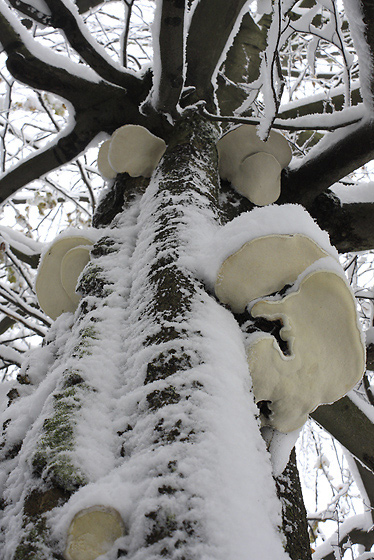 Polypores - smaller format