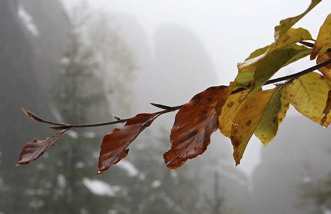 Autumn or winter? - smaller format
