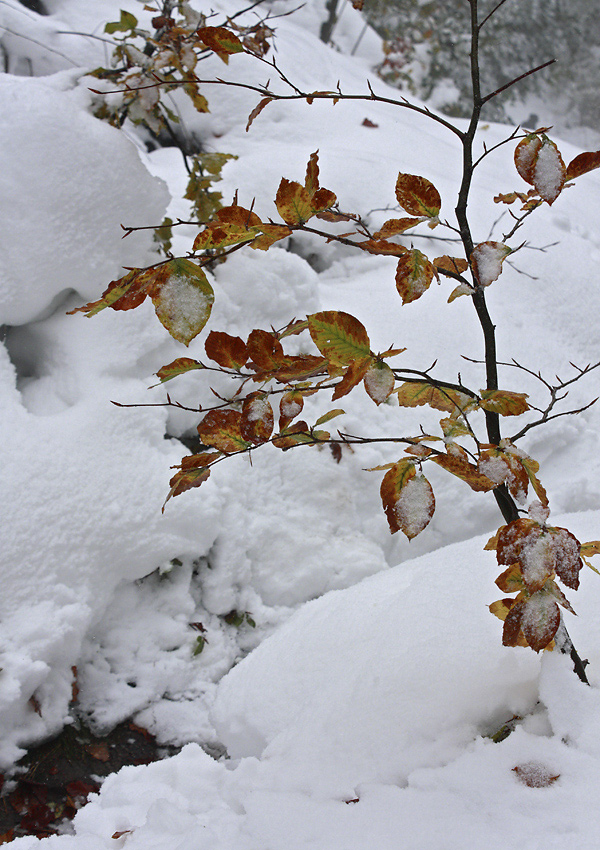 Autumn or winter? - larger format