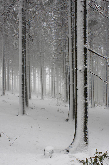 Fog and snow - smaller format
