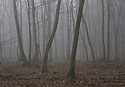 Foggy - main link