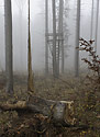 Foggy - main link
