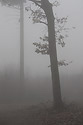 Mlha - hlavní odkaz