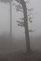 Foggy - main link