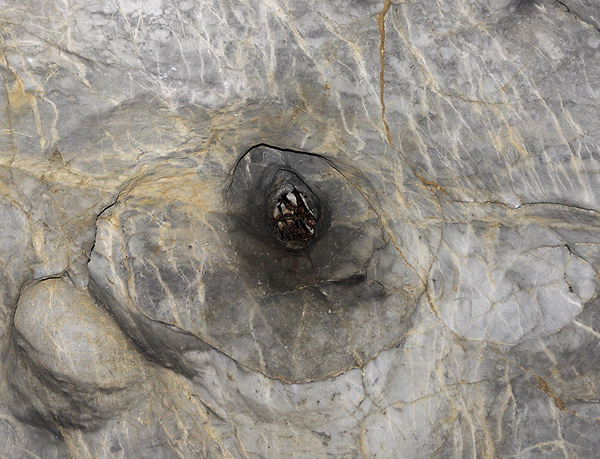 Greater mouse-eared bats - smaller format