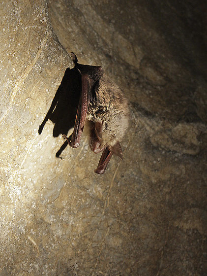 Greater mouse-eared bat - smaller format