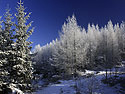 Blue and white - main link