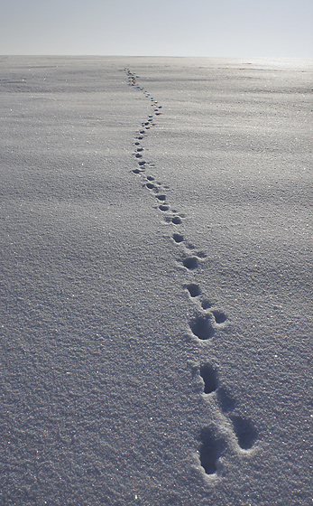 Path - smaller format