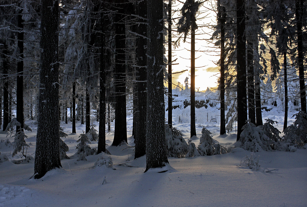 Evening in wood - larger format