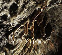 Dripstones #1 - main link