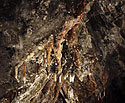 Dripstones #3 - main link