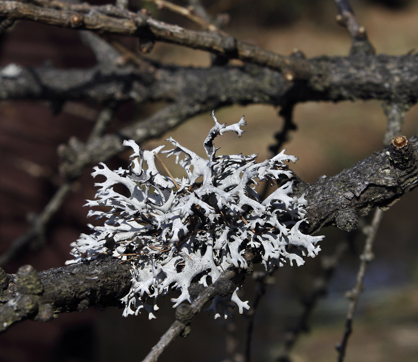 Lichen - larger format