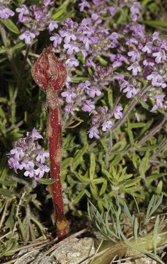 Thyme broomrape - larger format