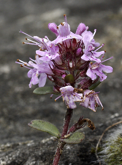 Thyme - smaller format