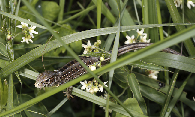 Sand lizard - smaller format