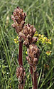 Broomrape - main link