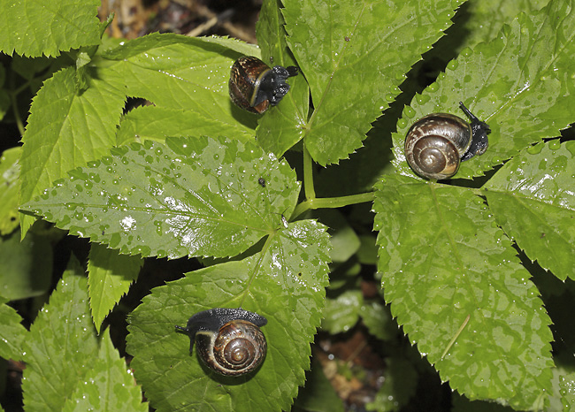 Copse Snail - smaller format