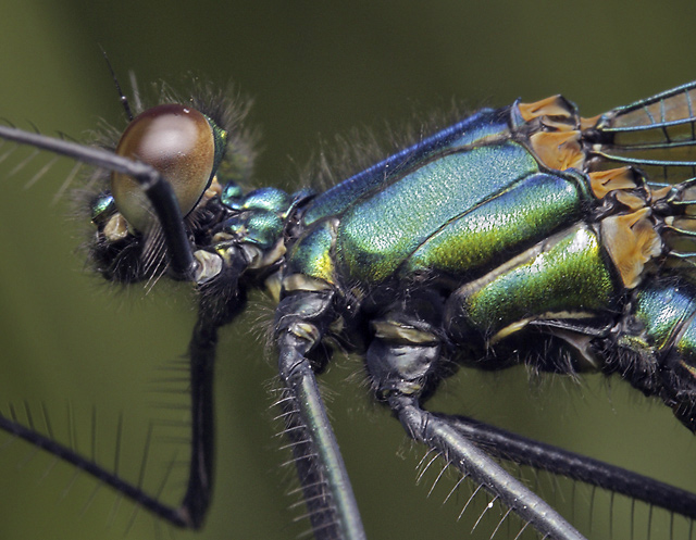 Banded Demoiselle - smaller format