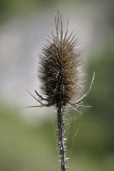 Teasel - smaller format