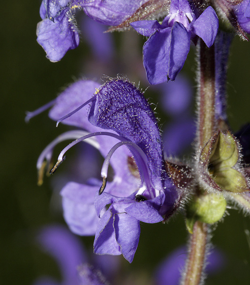 Meadow clary - smaller format