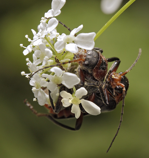 Soldier beetles - smaller format