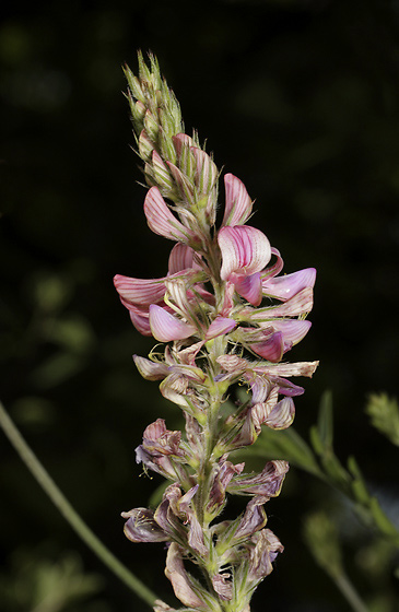 Sainfoin - smaller format