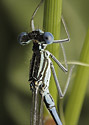 Damsel-fly - main link