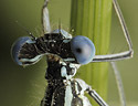 Damsel-fly - main link