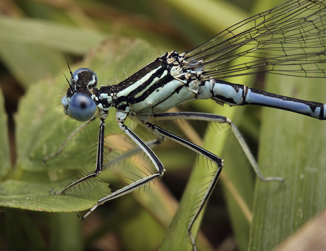 Damsel-fly - smaller format