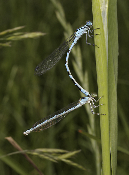 Common Blue Damselfly - smaller format