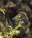 Hunting spider - main link