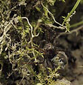 Hunting spider - main link
