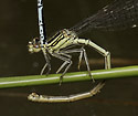 Tandem - hlavn odkaz