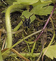 Hunting spider - main link