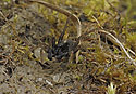 Hunting spider - main link