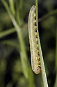 Caterpillar - main link