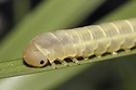 Caterpillar - main link