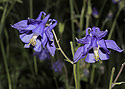 Aquilegia - main link