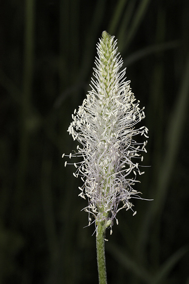 Hoary plantain - smaller format