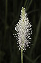 Hoary plantain - main link