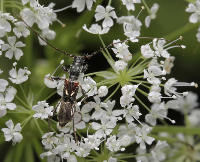 Spruce Shortwing Beetle - smaller format