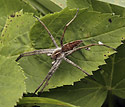 Nursery Web Spider - main link