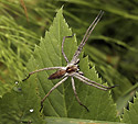 Nursery Web Spider - main link