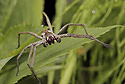 Nursery Web Spider - main link