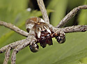 Nursery Web Spider - main link